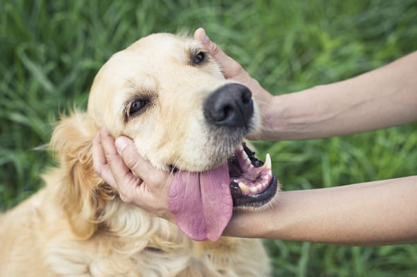 Dog with its head being stroked