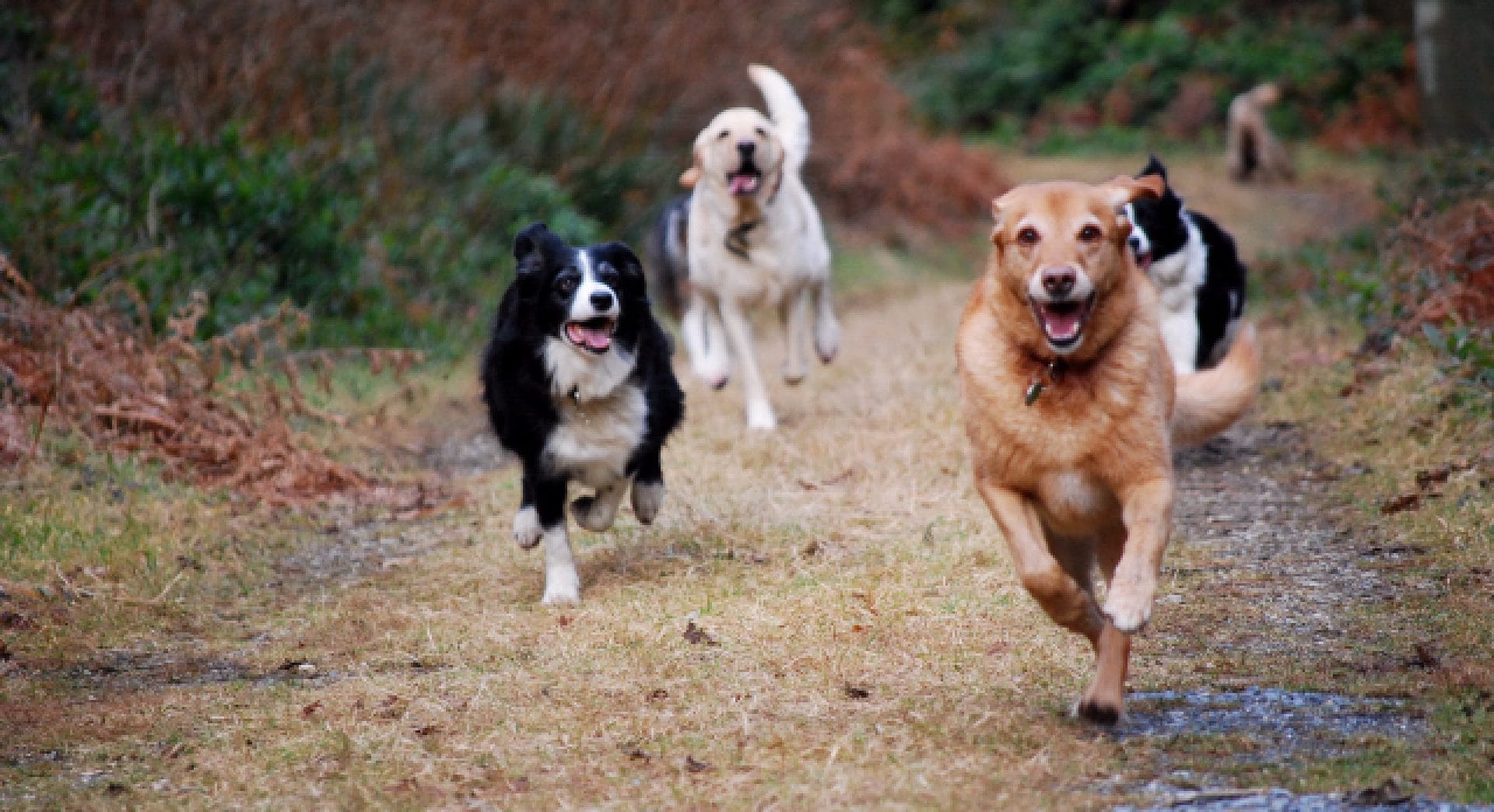 Group of dogs running on countyside path