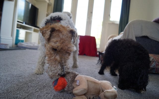 Bright Eyes Dog Care and Training - Play 3