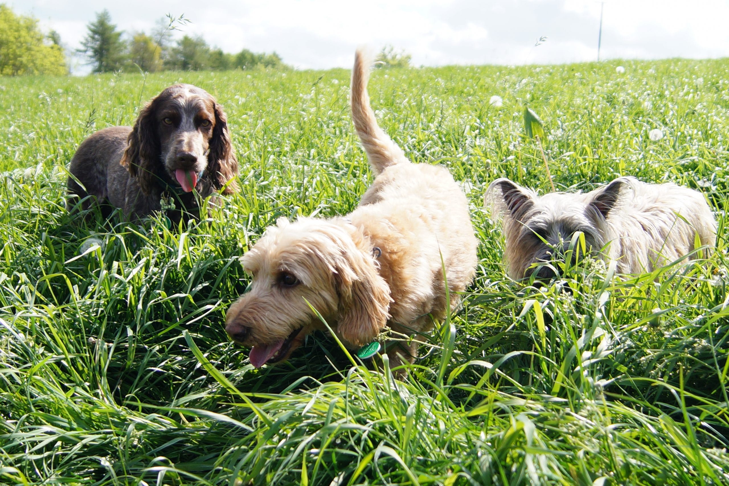 Bright Eyes Dog Day Care Dog Training - Walking