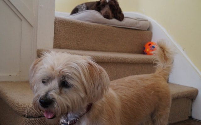 Bright Eyes Dog Care and Training - Play 5