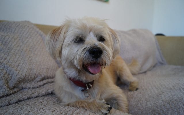 Bright Eyes Dog Care and Training - happy dog