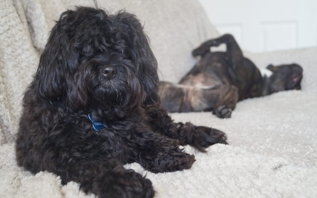 Bright Eyes Dog Care and Training - Sleeping 4