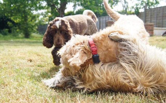 Bright Eyes Dog Care and Training - Garden 4