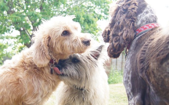 Bright Eyes Dog Care and Training - Garden 2