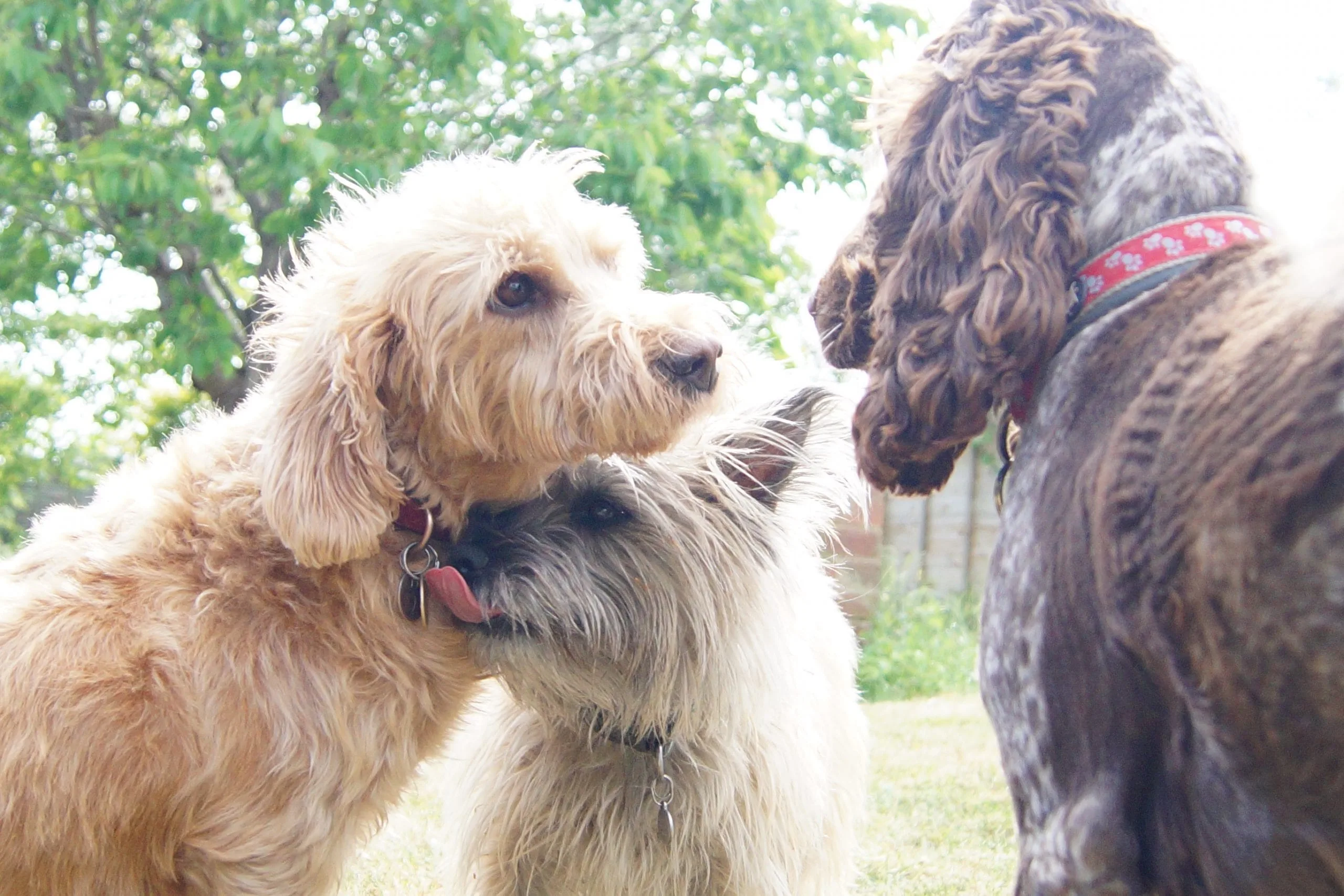 Bright Eyes Dog Care and Training - Garden 2