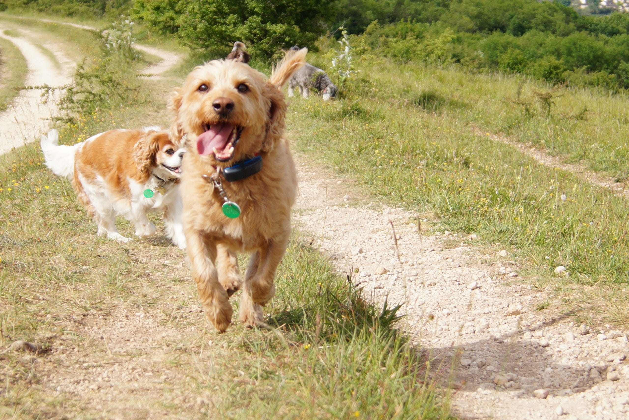 Bright Eyes Dog Day Care - Running