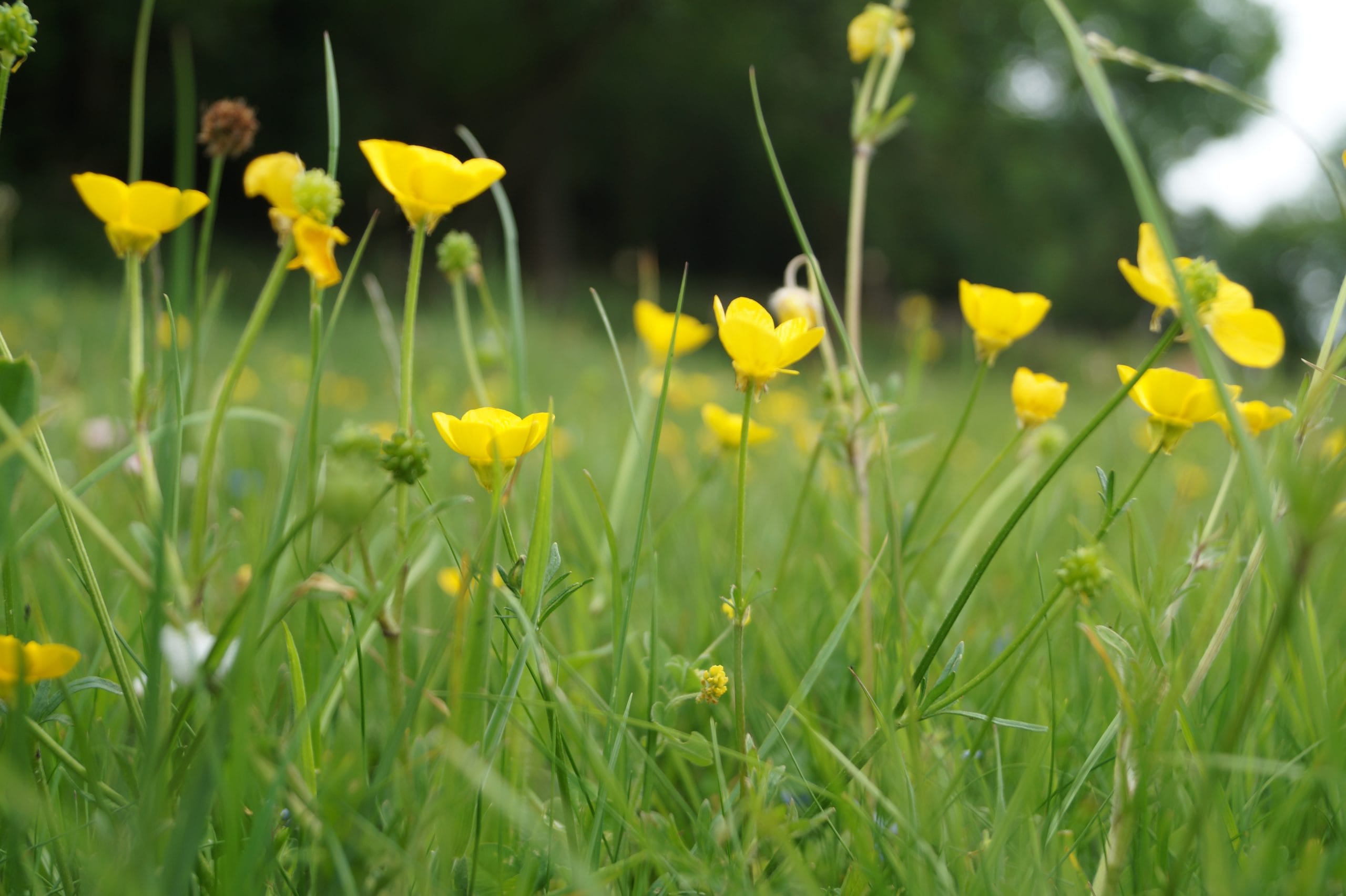 Dog Day Care and Training - Flowers