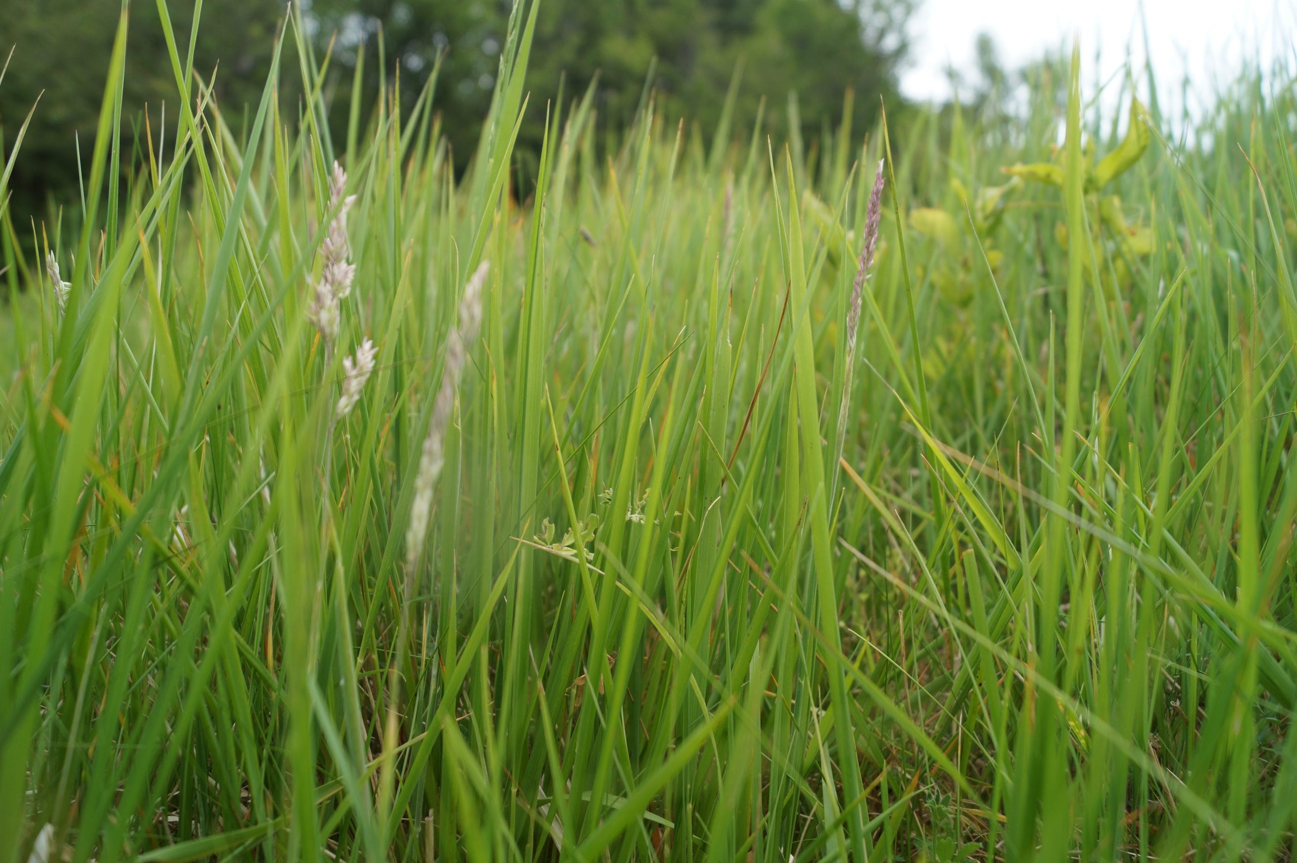Dog Day Care and Training - grass
