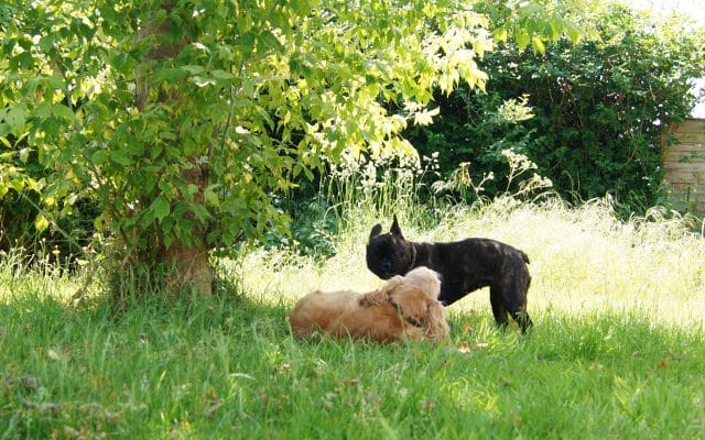 Bright Eyes Dog Care and Training - Garden 7