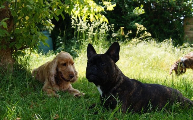 Bright Eyes Dog Care and Training - Garden 5