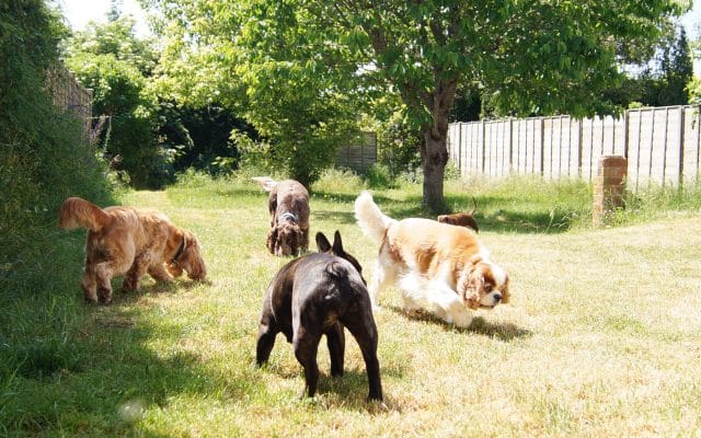 Bright Eyes Dog Care and Training - Garden 6