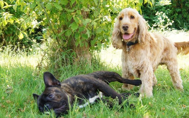 Bright Eyes Dog Care and Training - Garden 3