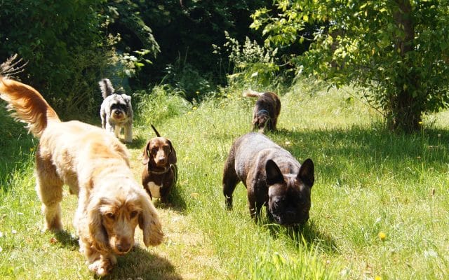 Bright Eyes Dog Care and Training - Garden 8