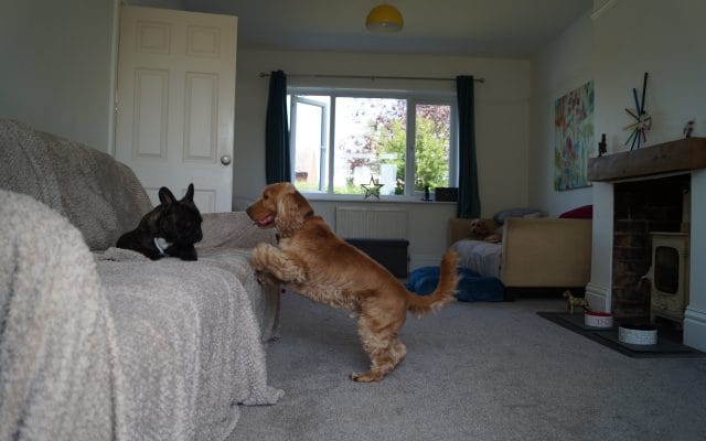 Bright Eyes Dog Care and Training - Play 4