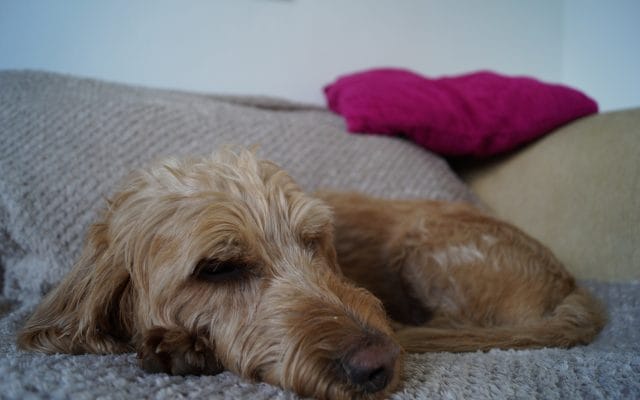 Bright Eyes Dog Care and Training - Sleeping 6