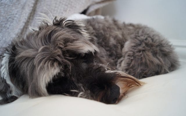 Bright Eyes Dog Care and Training - Sleeping 3