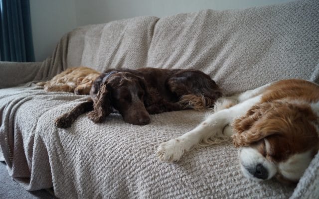 Bright Eyes Dog Care and Training - Sleeping 1